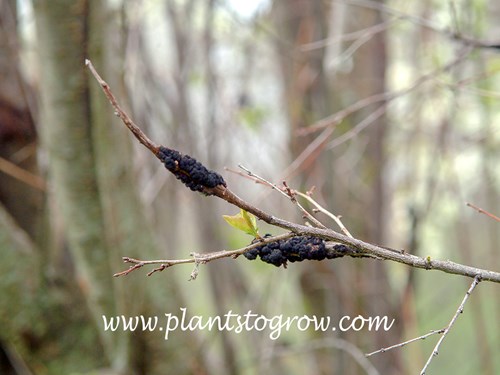 Black rot on the branch of a Prunus.